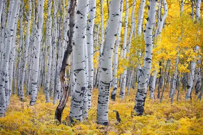 Aspen Endodontics