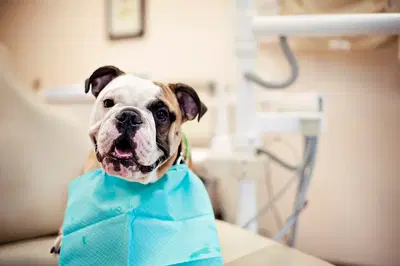 Hartford Dental Associates, PLLC- Dr. Nathan Berry D.M.D.